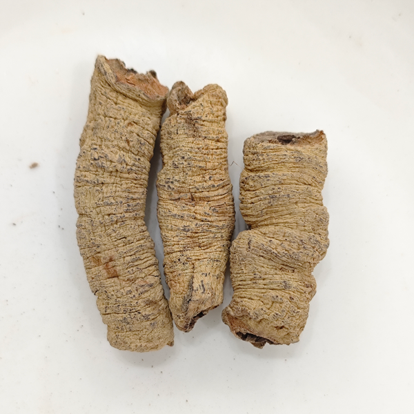 모린다 뿌리(Morinda officinalis)