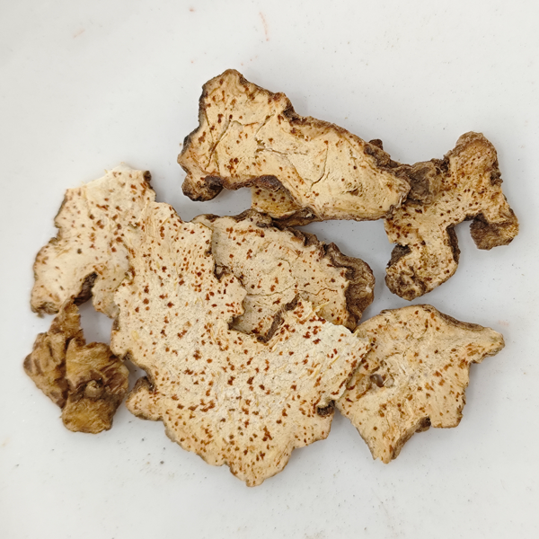 아트락틸로데스 란세아