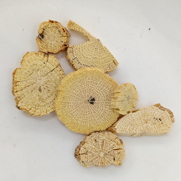 중국 클레마티스 줄기