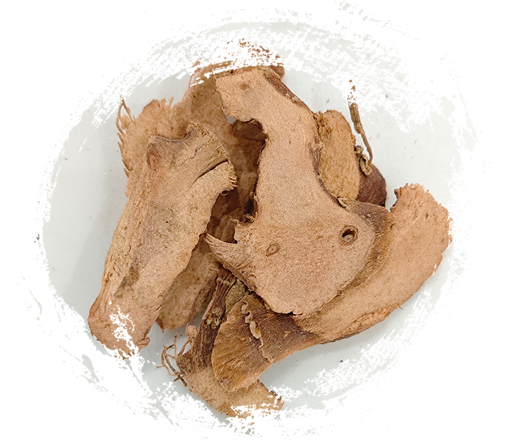 작은 갈란가일(Kaempferia galanga)