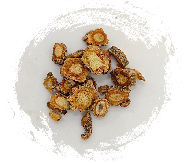 사포시니코비아 디바리카타