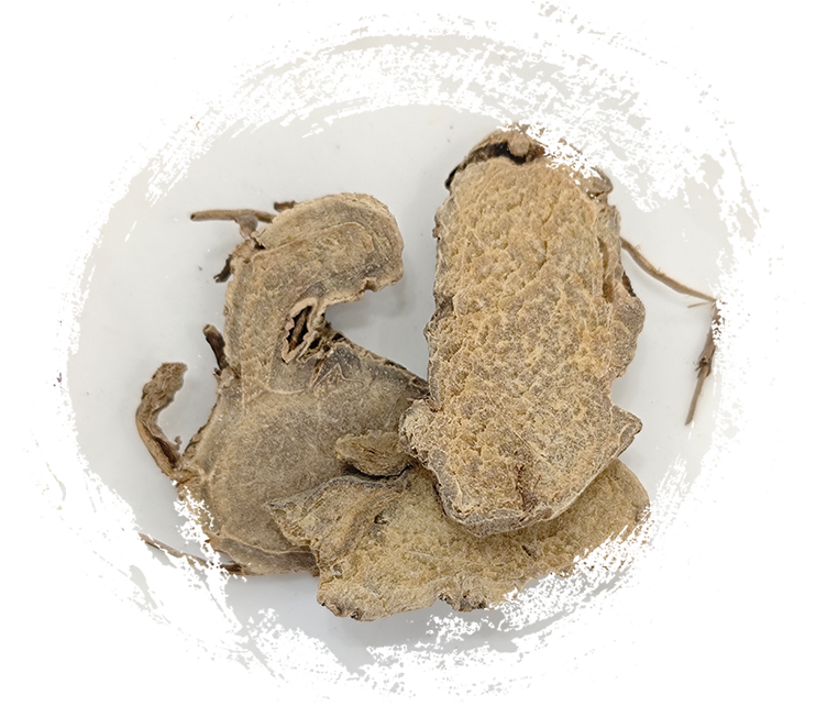 쿠르쿠마 에루지오노사