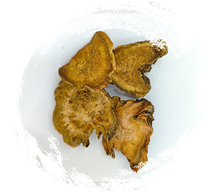 한약 전통 의약에서 약용 식물의 사용에 대한 깊은 다이빙