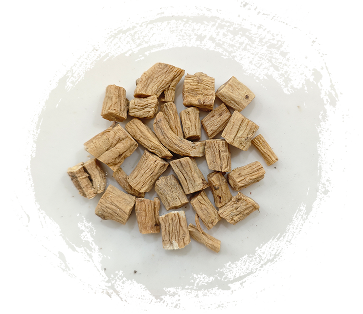 코도놉시스 필로술라