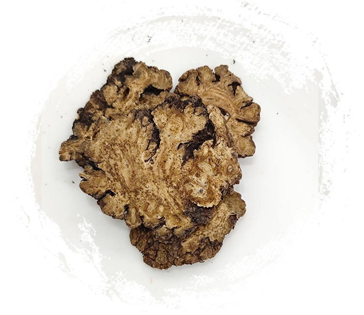 리구스티쿰 촨슝 호르트