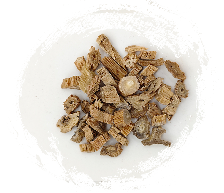 스테모나 자포니카(블루메) 미크.