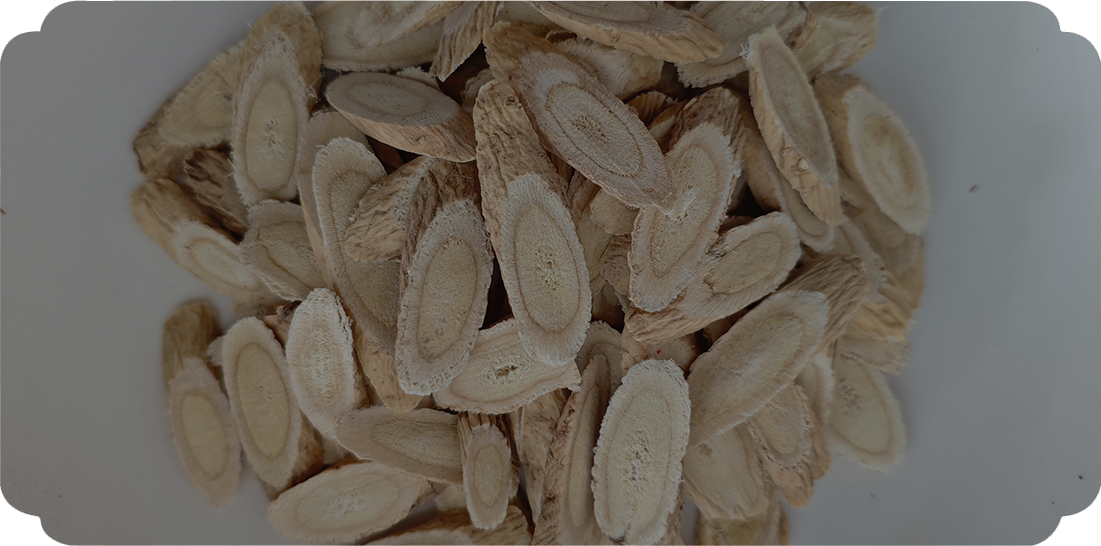 Astragalus membranaceust (TCM에서 사용)