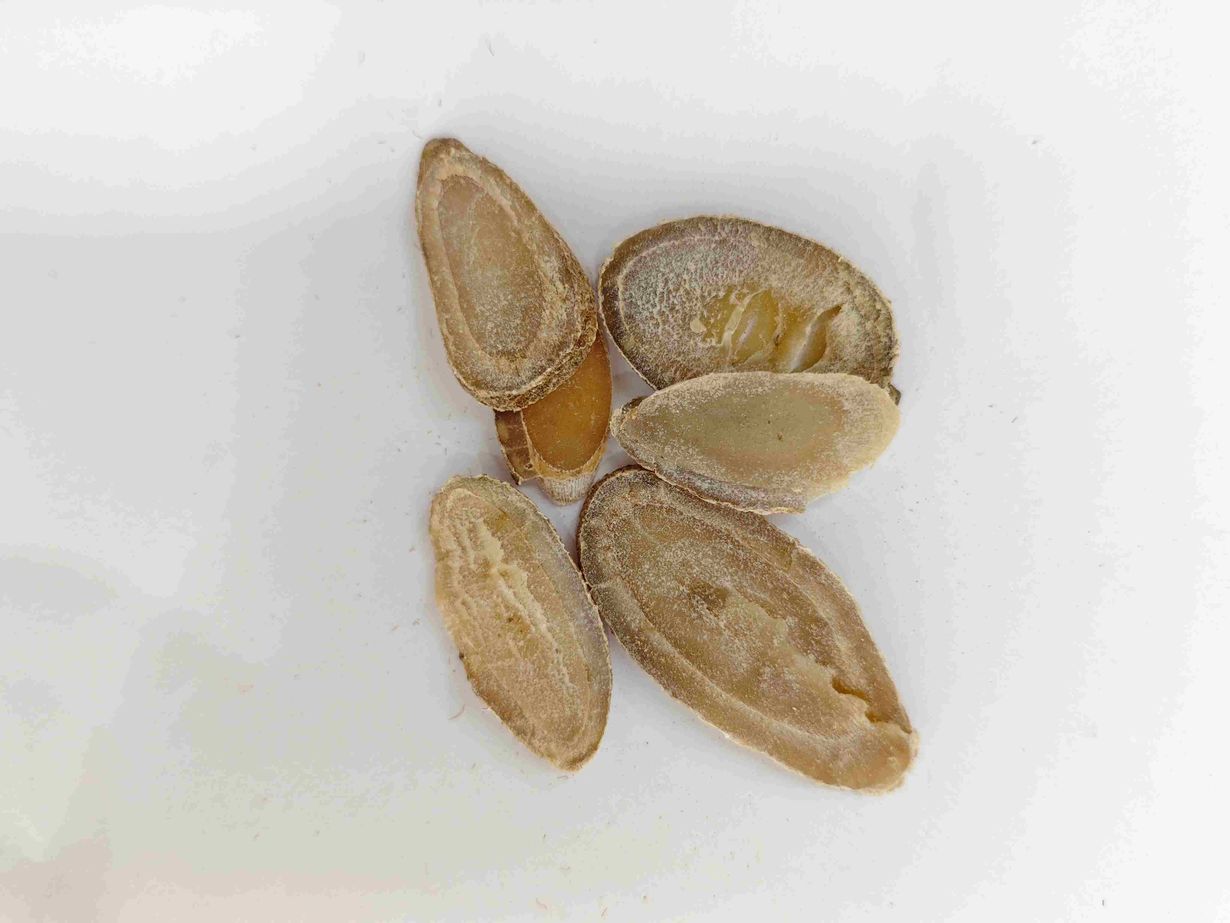 심황 rhizome (Yujin)