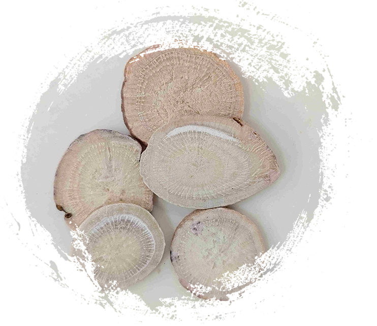 흰 모란 뿌리 (Sheng Baishao)