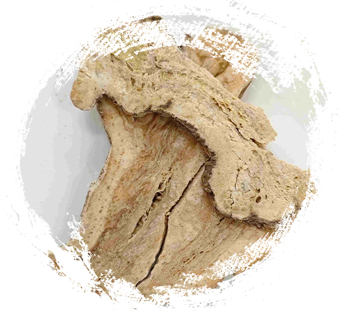 Attractylodes Rhizome (Sheng Baizhu)