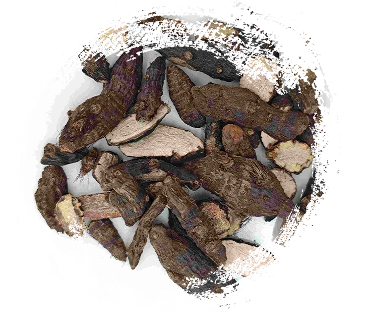 Cyperus rhizome (xiangfu)