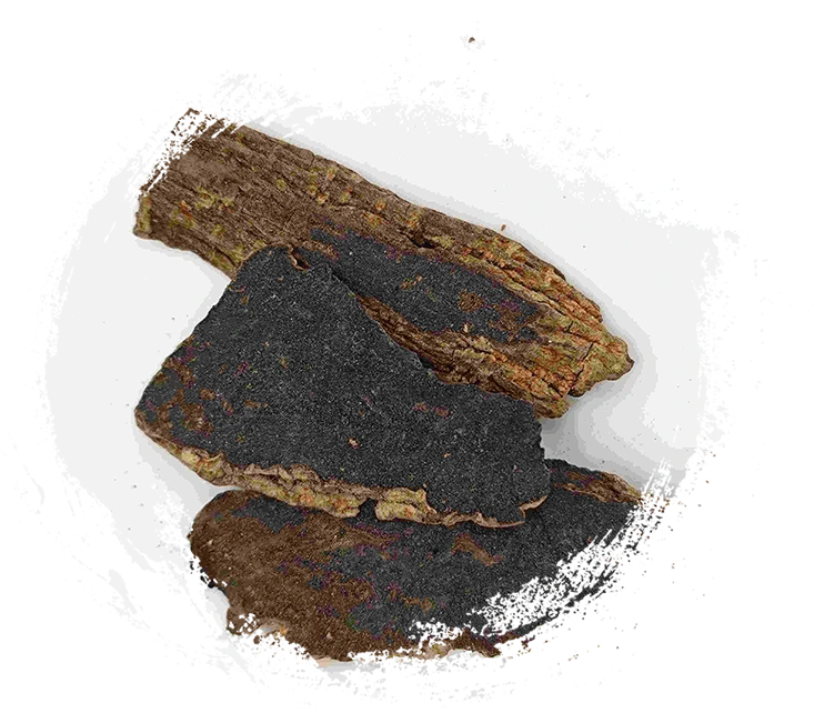 Scrophularia 뿌리 (Xuanshen)