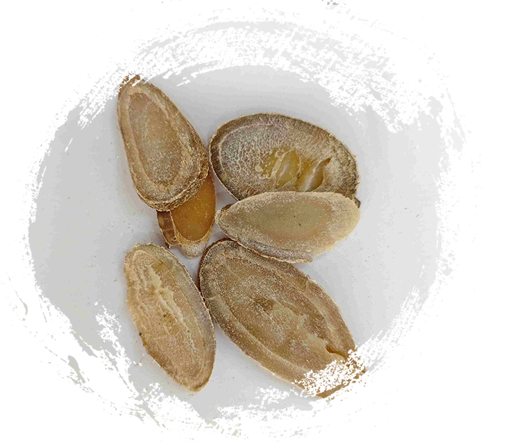 심황 rhizome (Yujin)