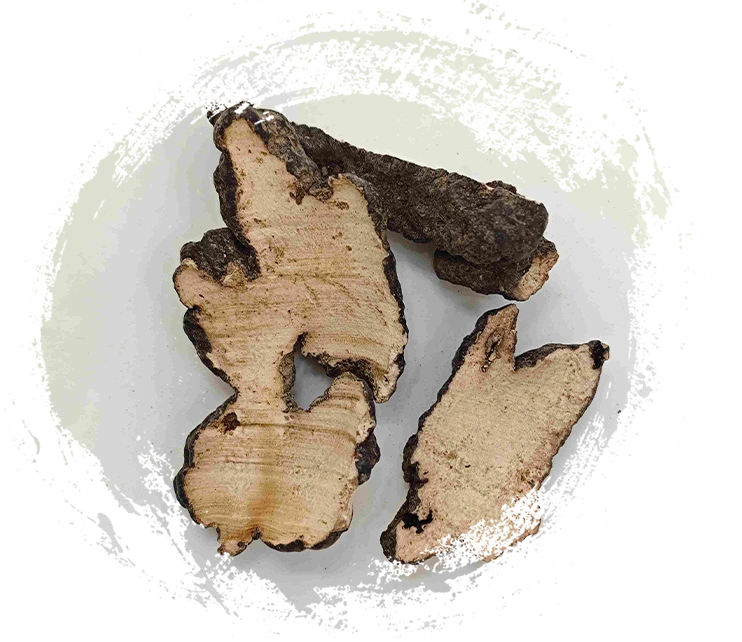 돼지 polyporus (Zhuling)