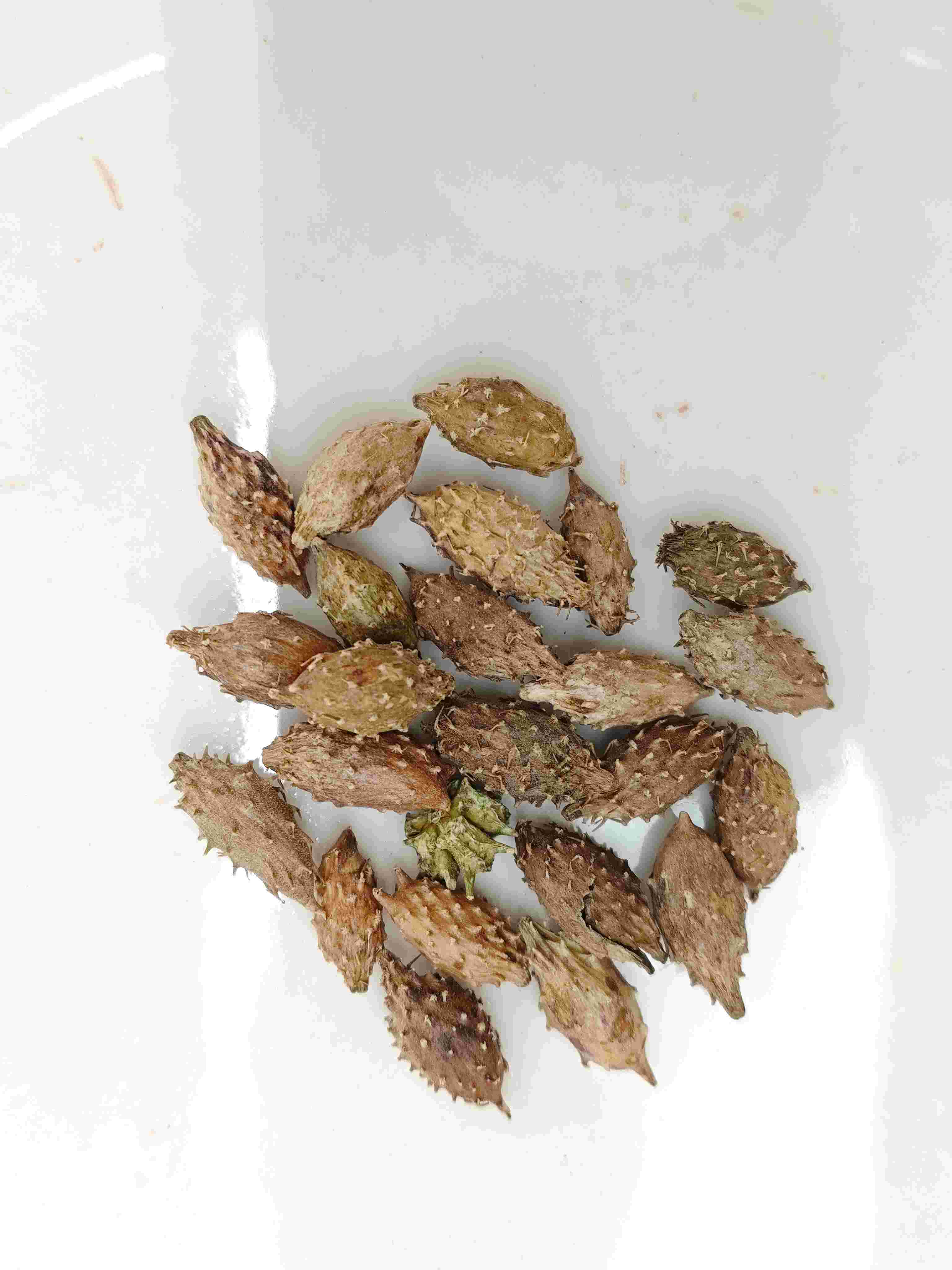 크 산티움 과일 (cāng ěr zǐ)