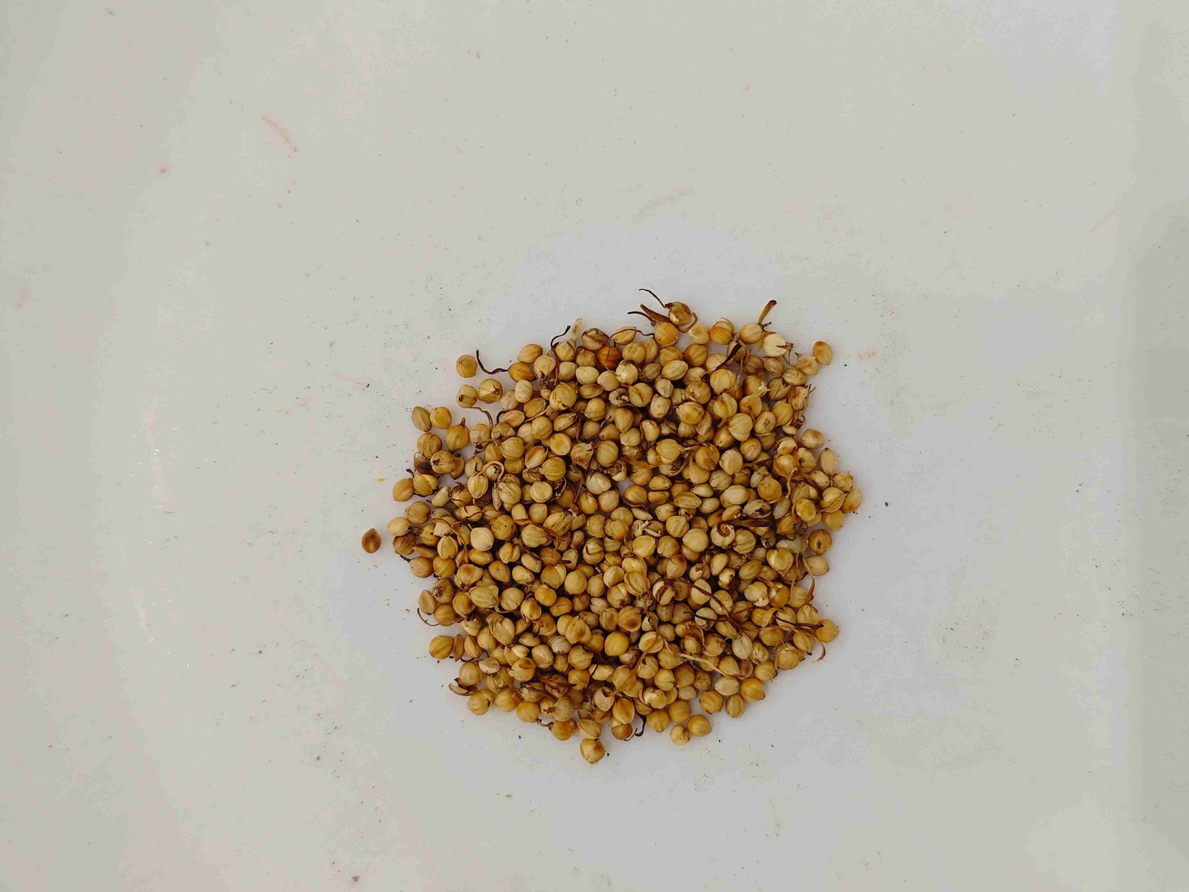 구운 쌀 콩나물 (ch spro gǔ y&aacute;)