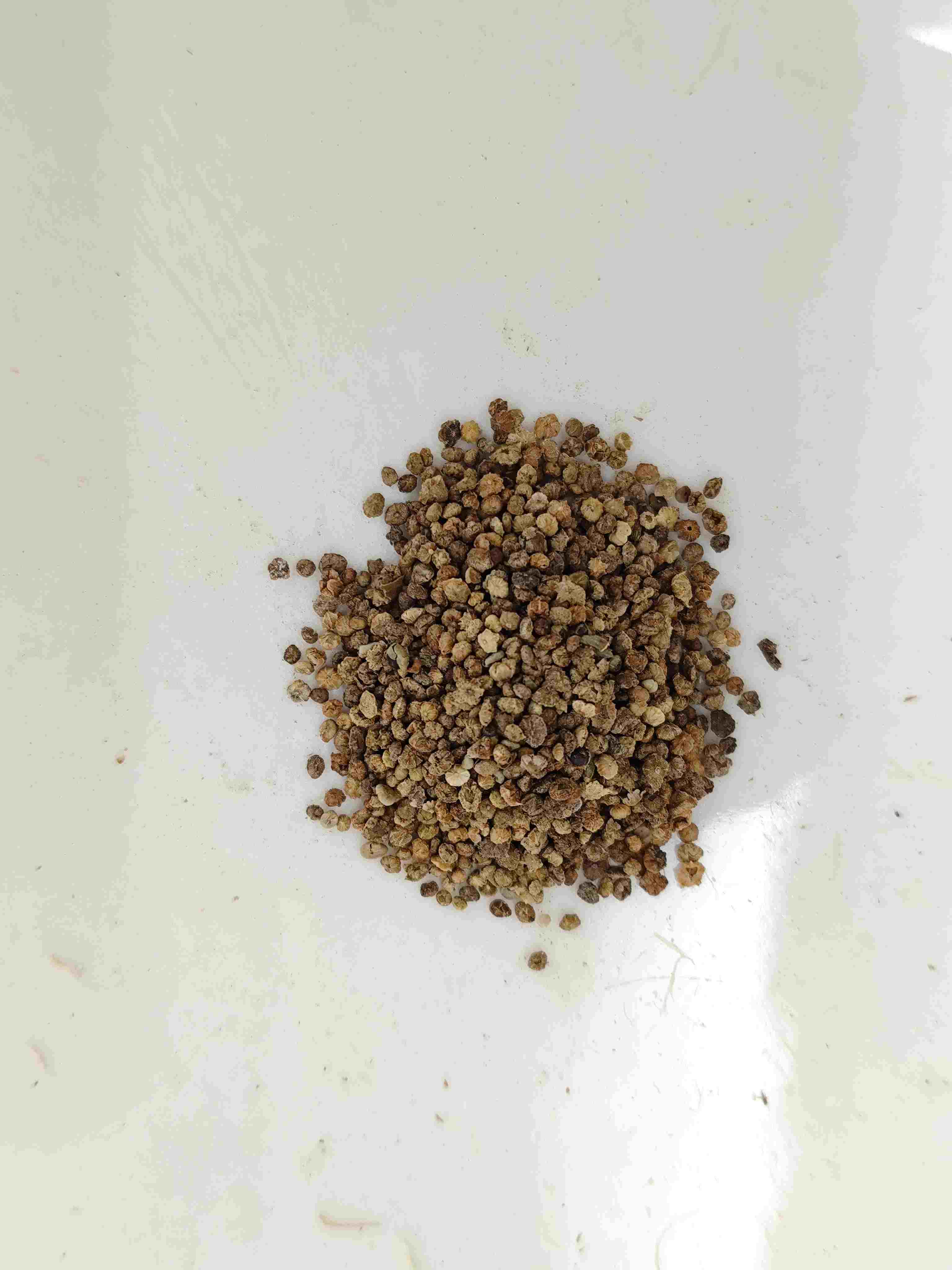 코치아 과일 (difu zi)