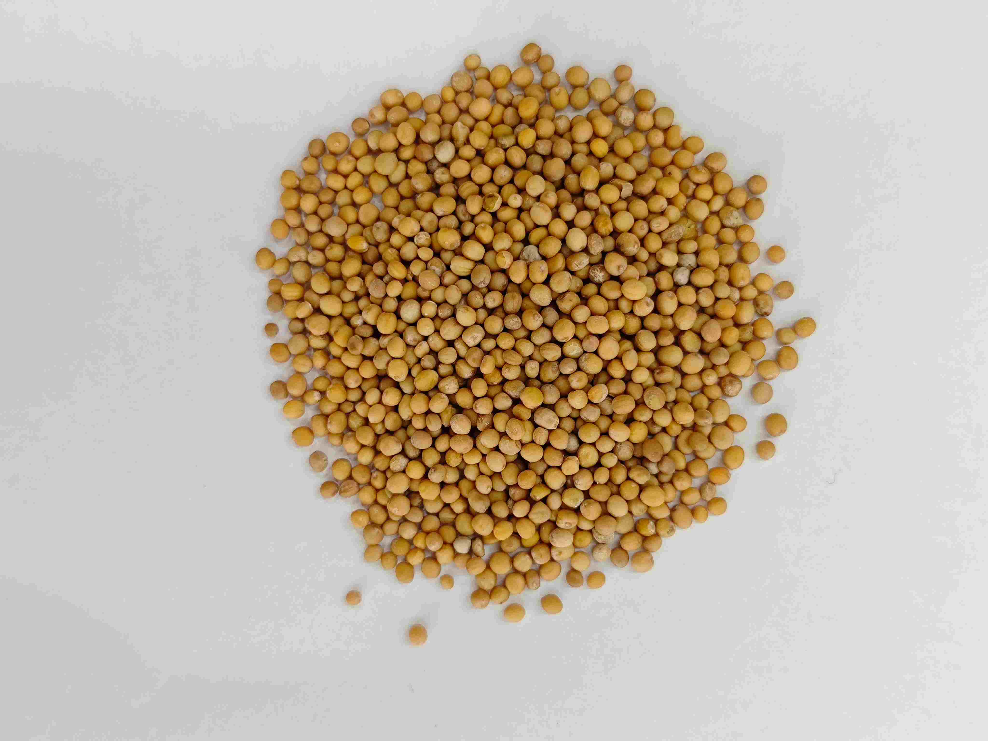 겨자 씨앗 (ji&egrave;zǐ)