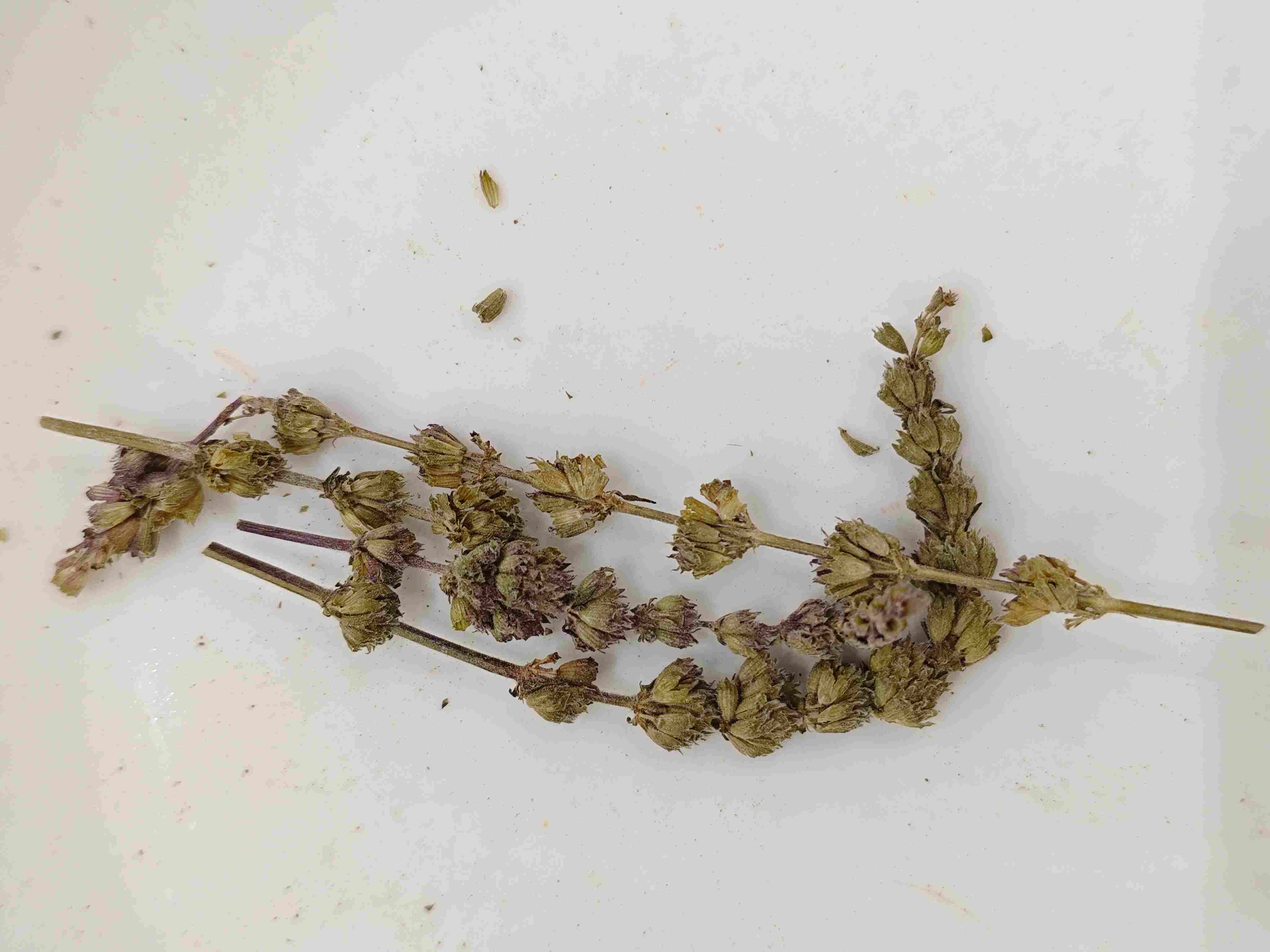 Schizonepeta Spike (jīngji&egrave; su&igrave;)