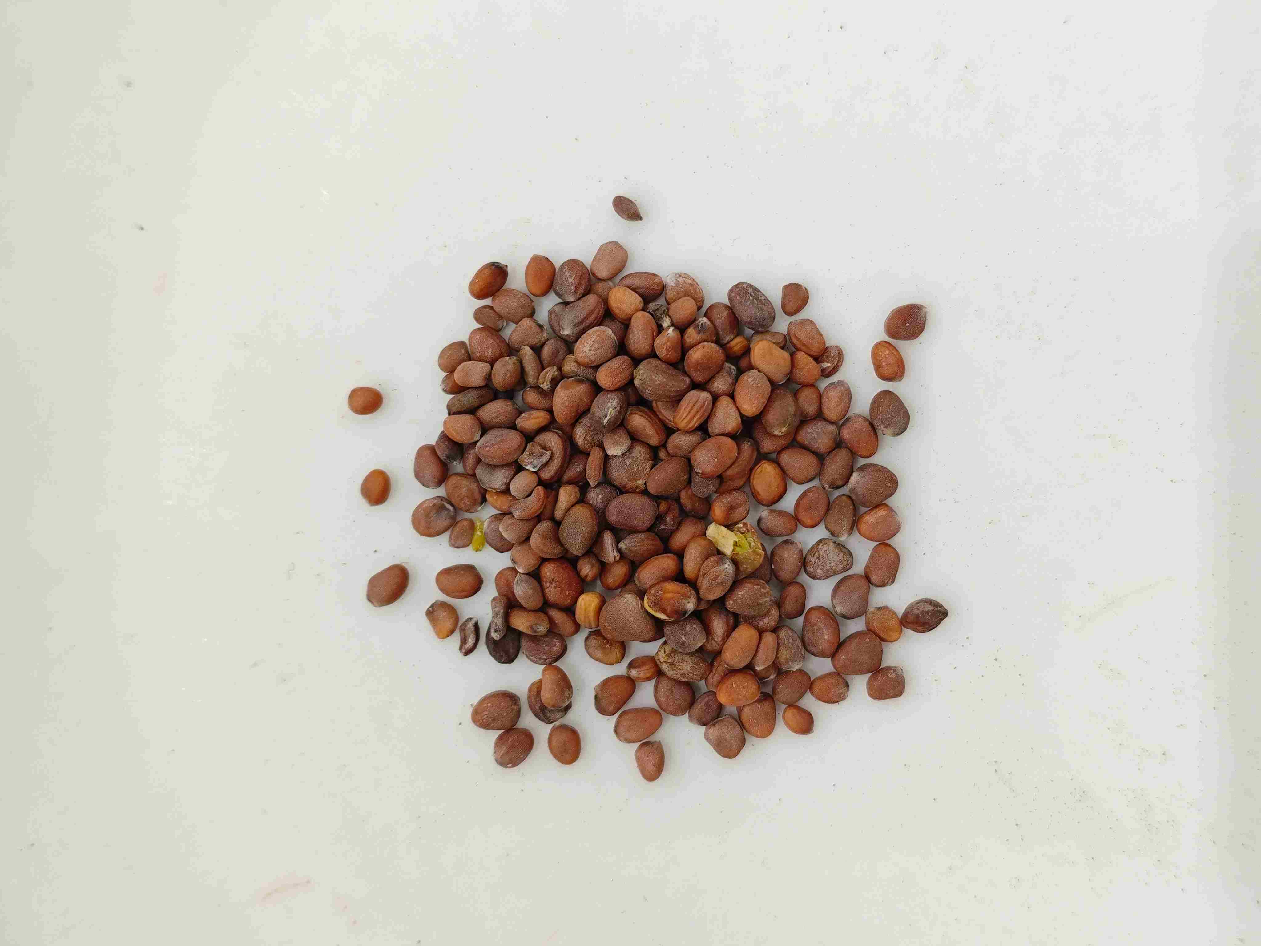 무당 씨앗 (l&agrave;if&uacute;zǐ)