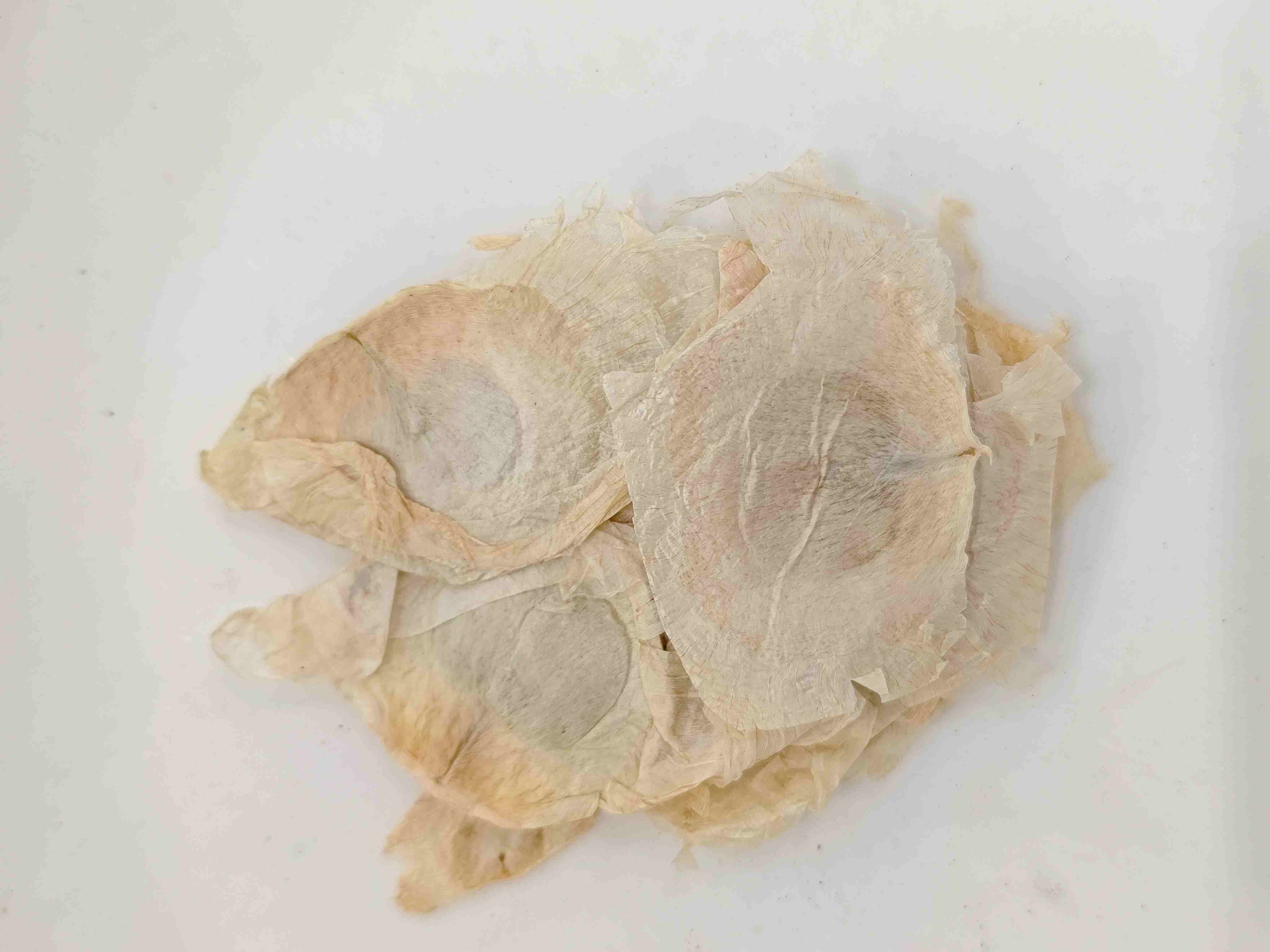 나비 나무 껍질 (m&ugrave; h&uacute;di&eacute;)