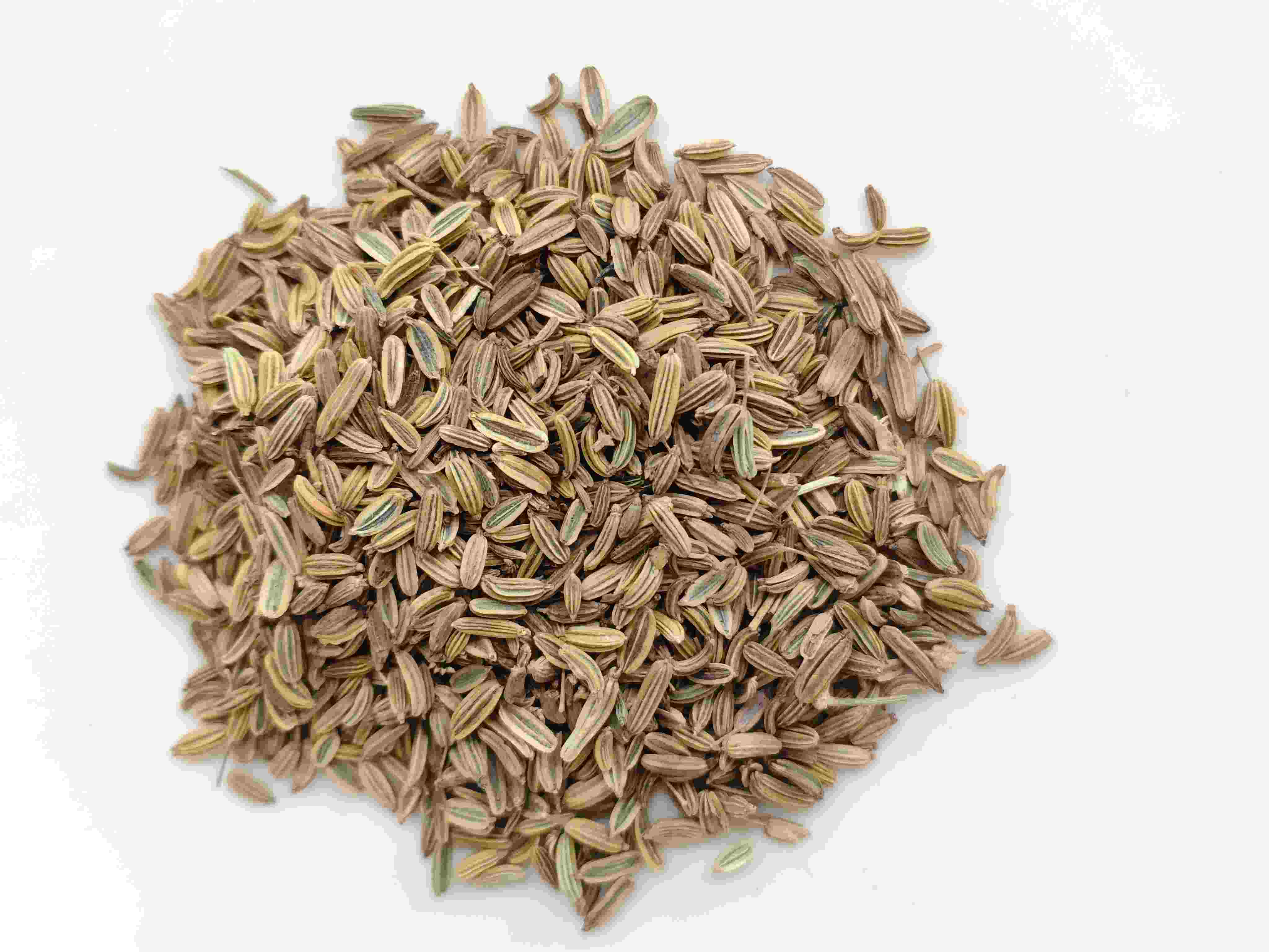 회향 종자 (xi seedo hu&iacute;xiāng)