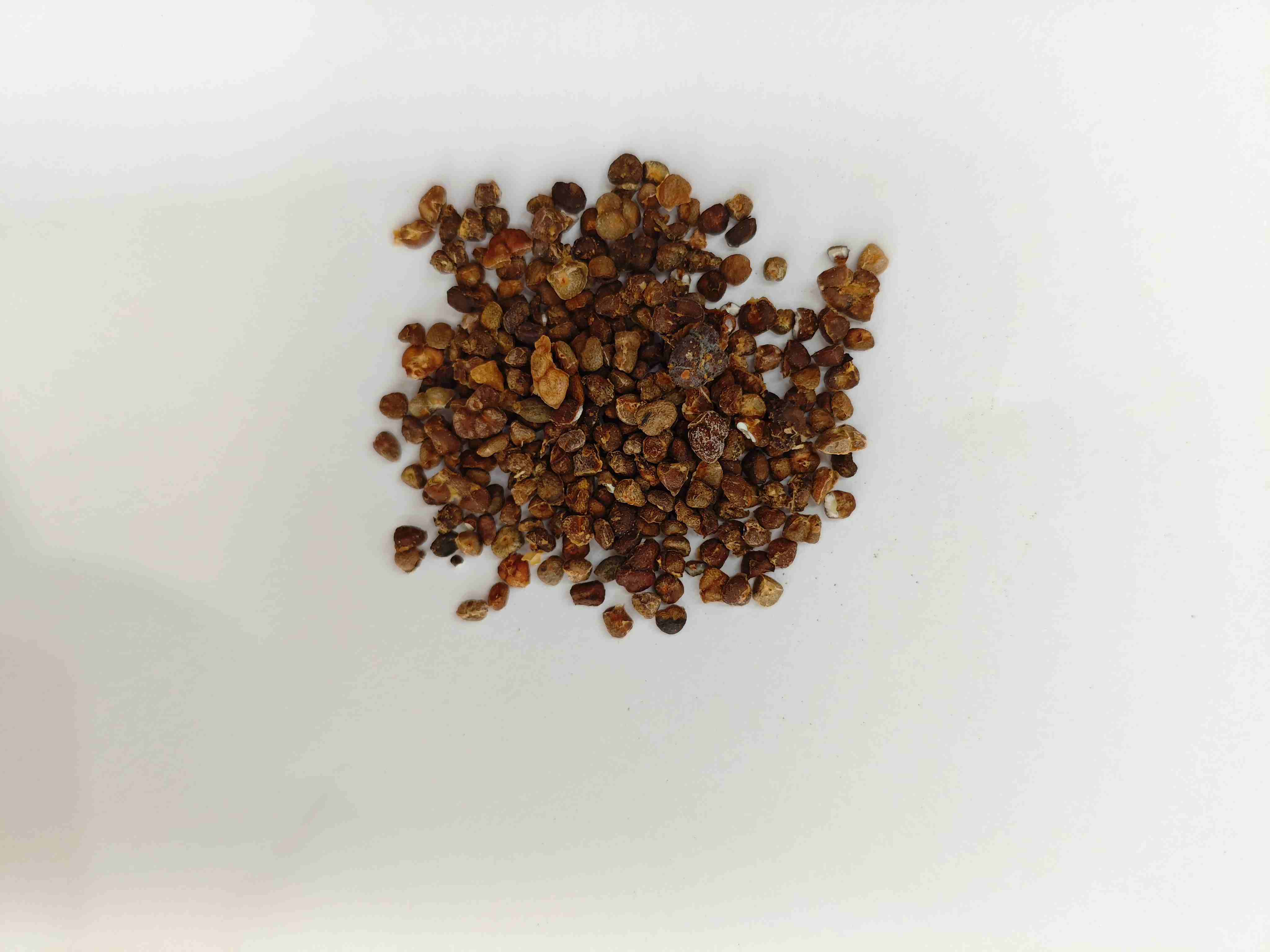 중국 생강 백합 (yìzhì)