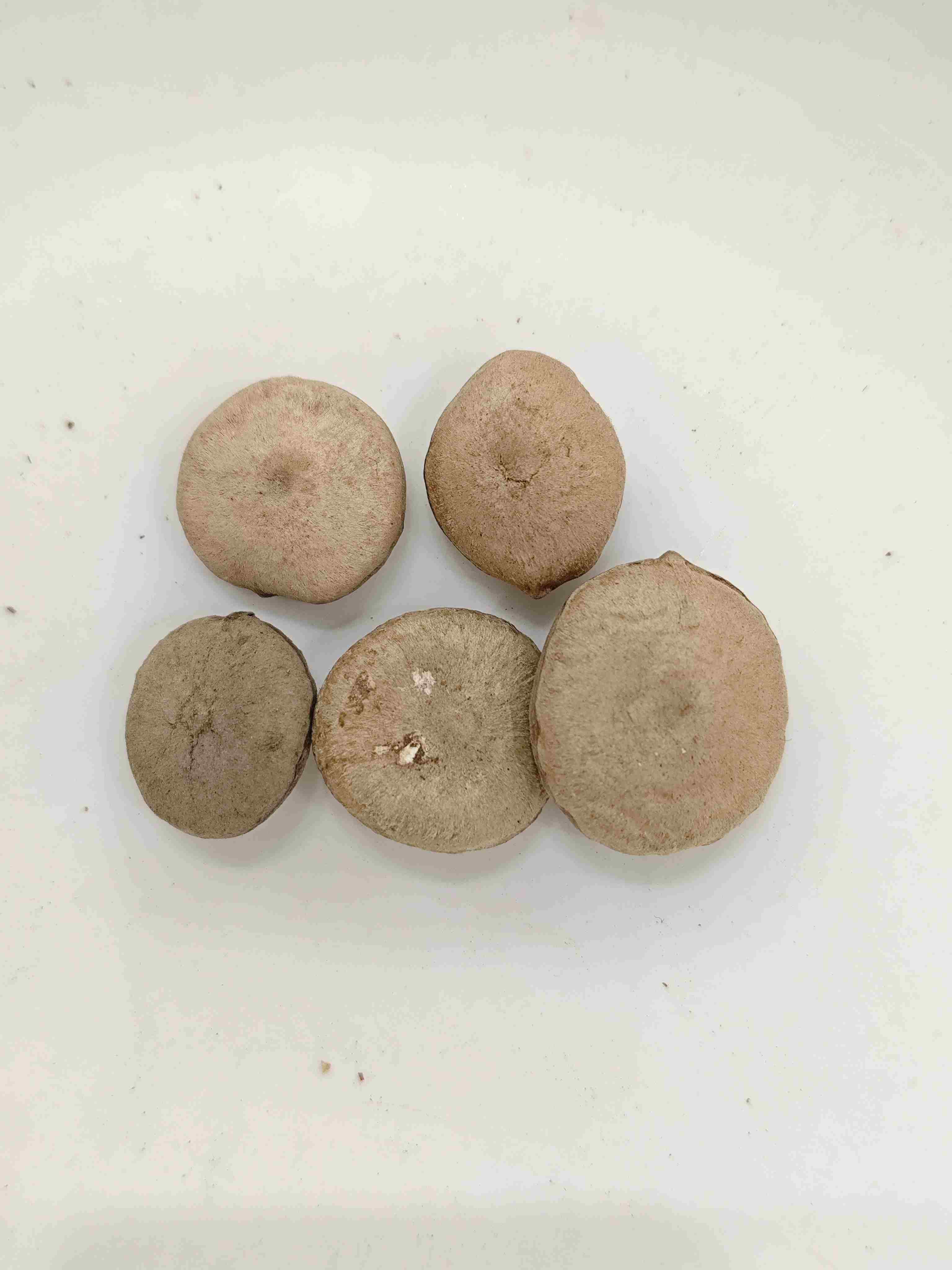 가공 된 strychnos seed (Zhì mǎqiánzǐ)