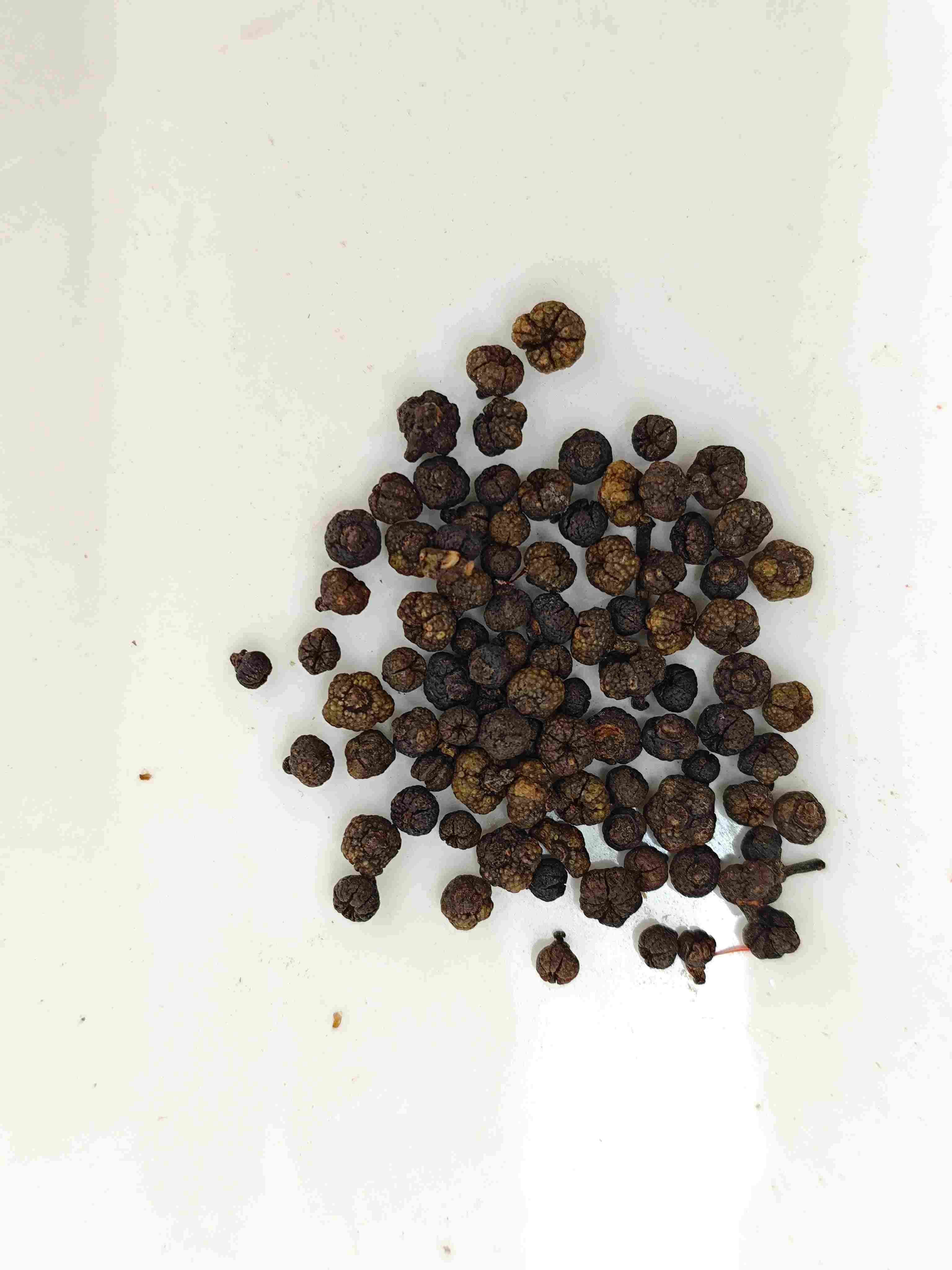 가공 Evodia Fruit (Zhì wúzhūyú)