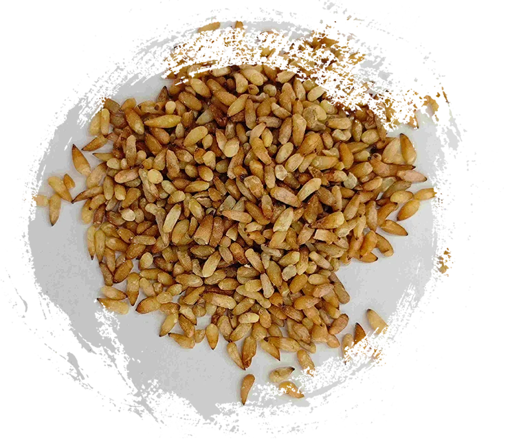 중국 수목원 씨앗 (bǎi zǐ rén)