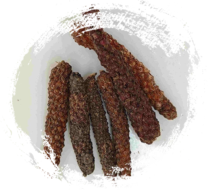 Piper Longum Fruit (bì bá)