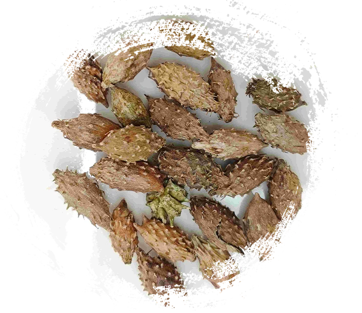 크 산티움 과일 (cāng ěr zǐ)