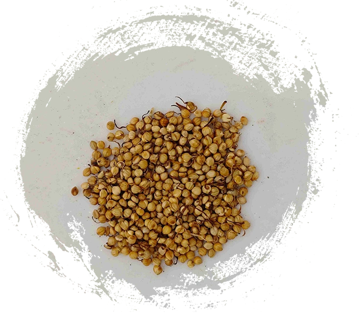 구운 쌀 콩나물 (ch spro gǔ yá)