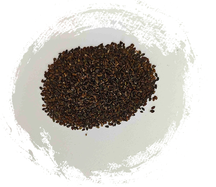 질경이 씨앗 (Cheqianzi)