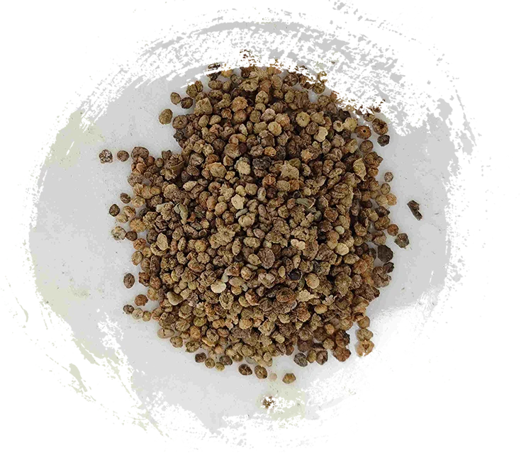 코치아 과일 (difu zi)