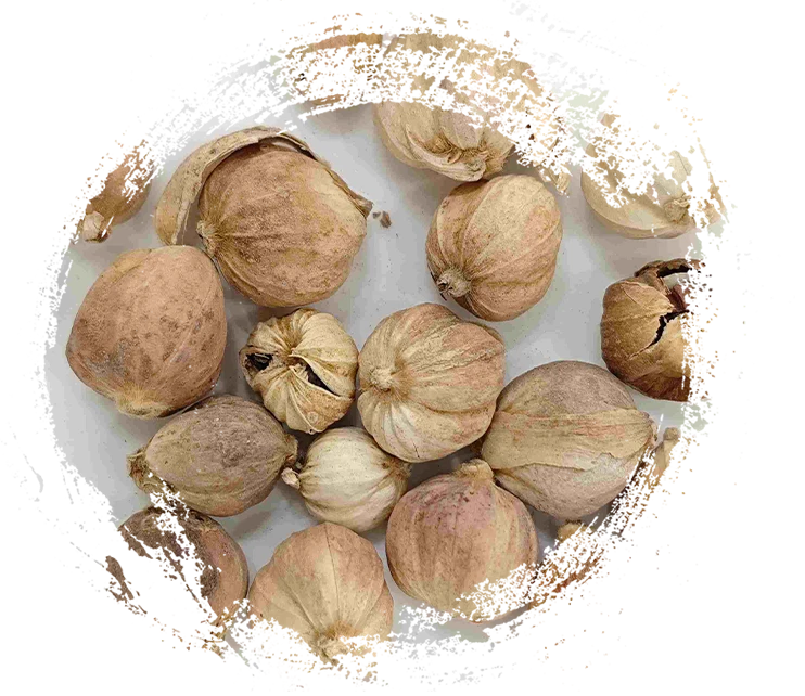 카 다몬 (dòukòu)