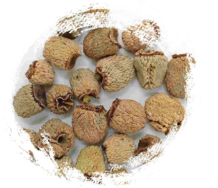 라즈베리 과일 (fù pén zǐ)