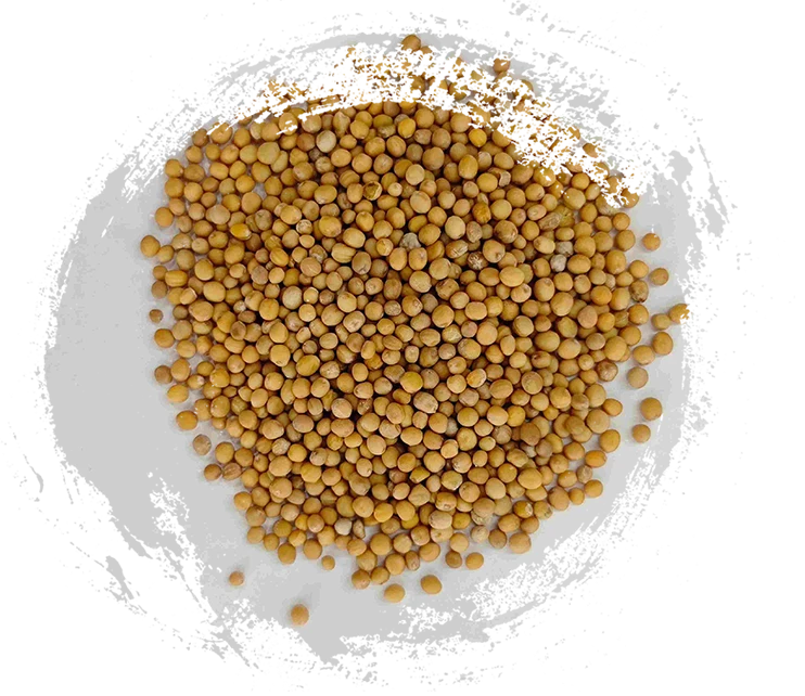 겨자 씨앗 (jièzǐ)