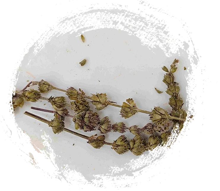 Schizonepeta Spike (jīngjiè suì)