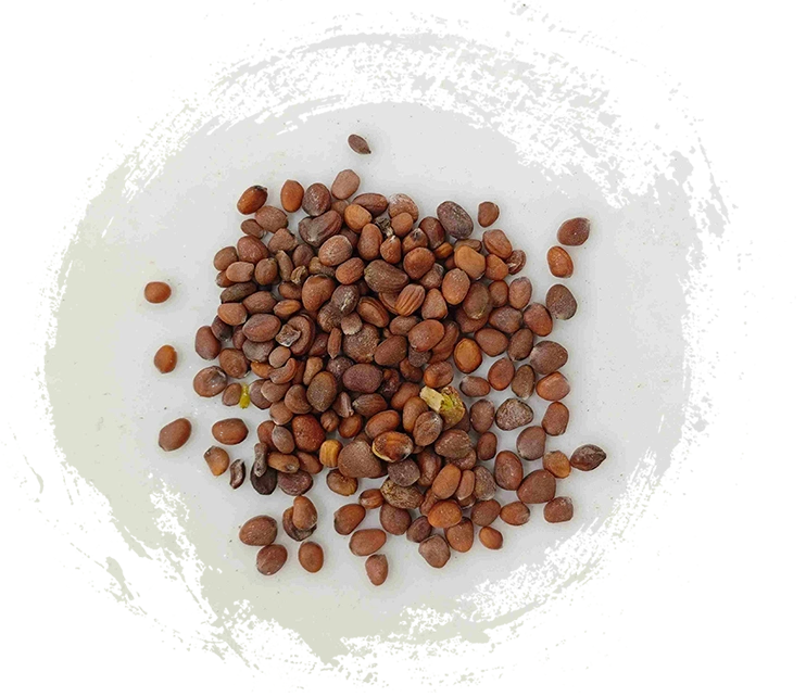 무당 씨앗 (làifúzǐ)