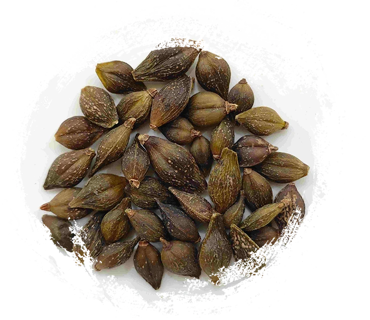 Forsythia Fruit (Liánqiào)