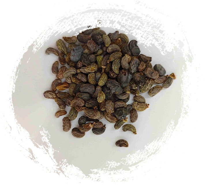 Ligustrum Fruit (numzhēnzǐ)