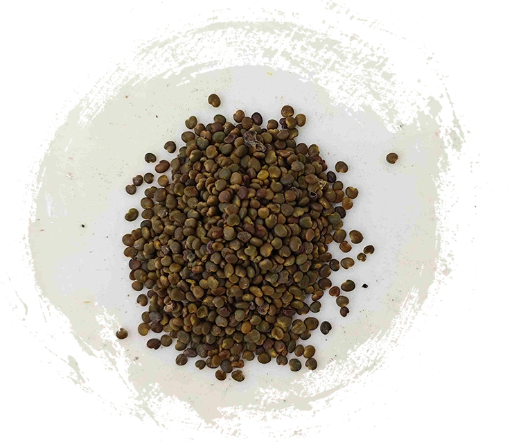 Astragalus Seed (Shāyuànzǐ)