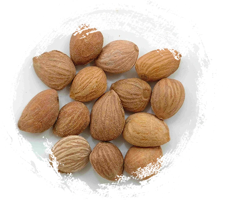 복숭아 커널 (Táorén)