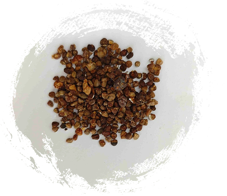 중국 생강 백합 (yìzhì)