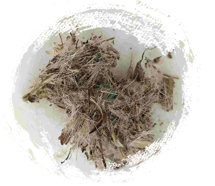 큰 엉겅퀴 (dàjì)