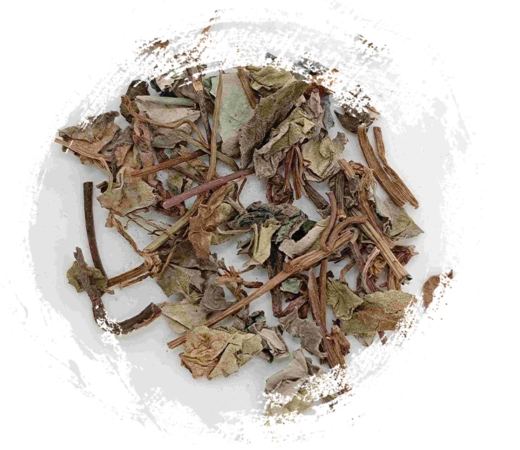 TCM에서의 식물: 독특한 특성과 치료적 적용