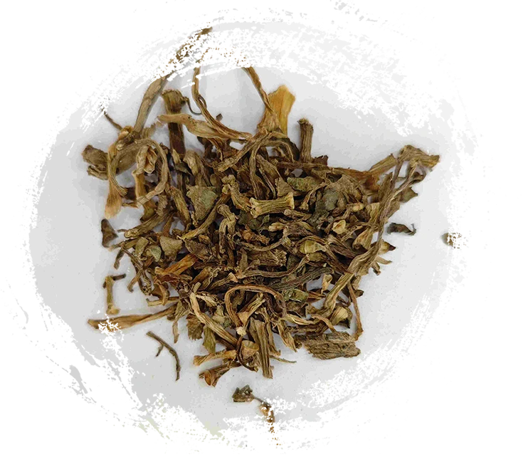 Portulaca (m (chǐxiàn)