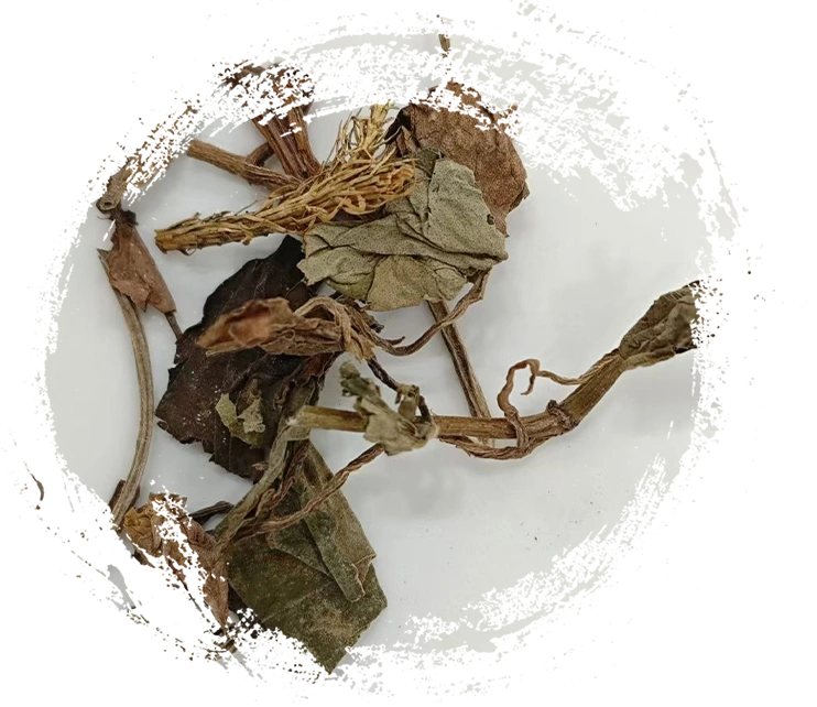 전통 중국 약초의 주요 특징