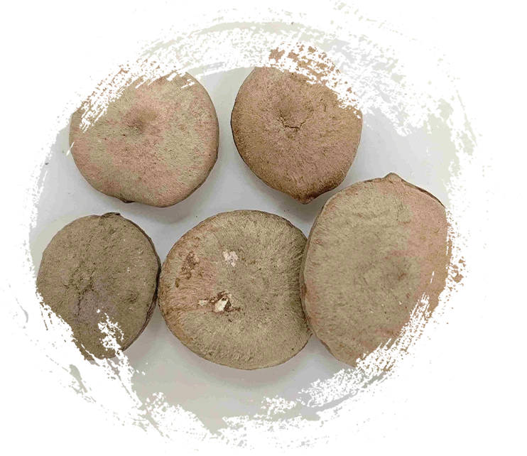 식물 기반 TCM 분석: 뿌리줄기, 씨앗, 꽃, 조류를 구별하는 방법